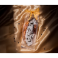 /static/uploads/pictures/mini/PPZ142246GLAM_3.png