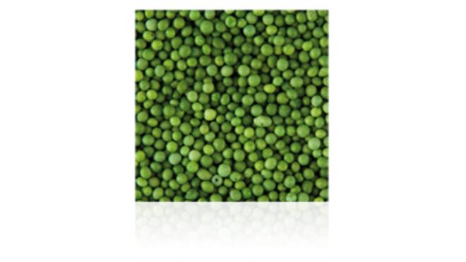 Musketzaad groen 2kg